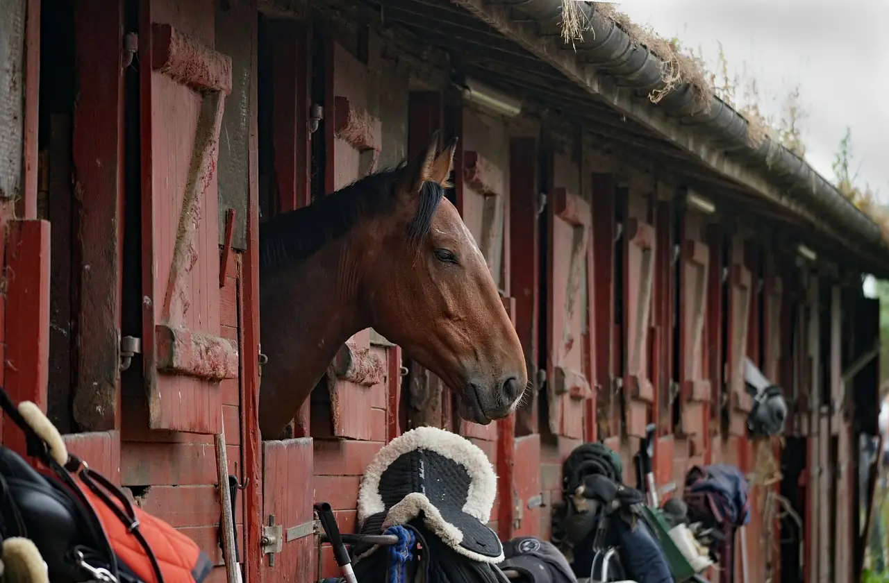 horses, animals, riding school
