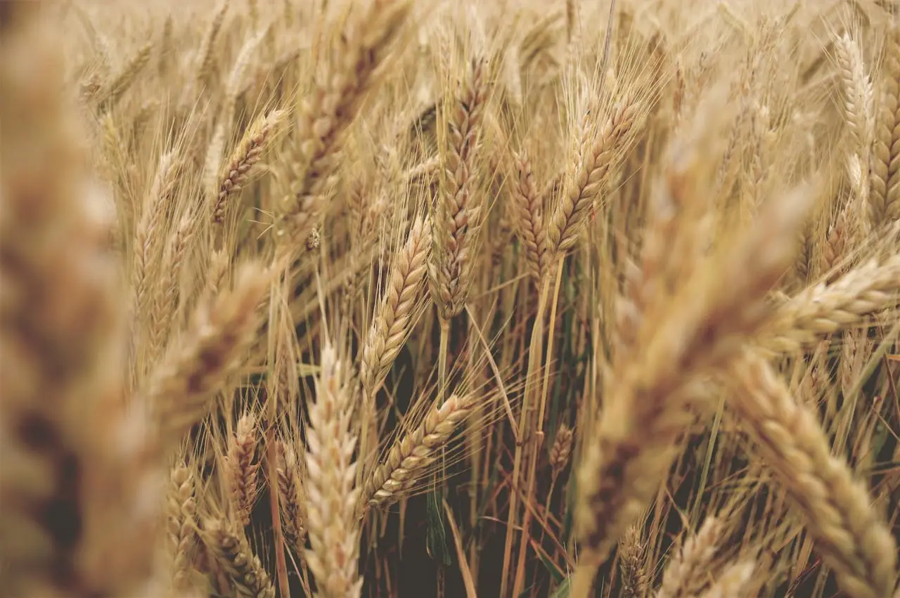 Wheat Field